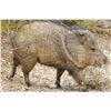 Image 1 : Commissioners Tag for Javelina