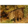 Image 2 : Commissioners Tag for Javelina