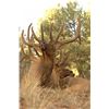 Image 2 : New Mexico Elk Hunt