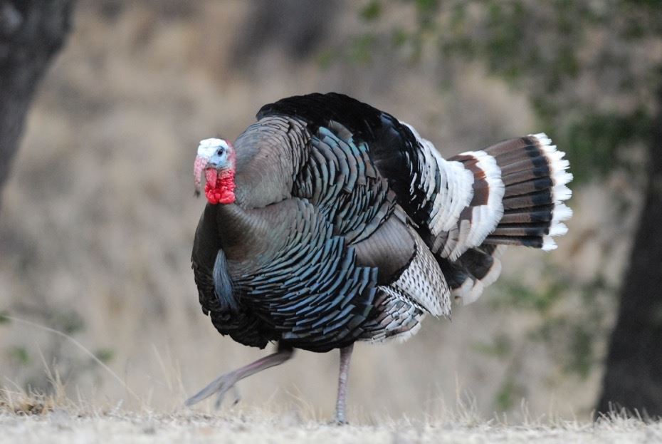 Commissioners Tag for Choice of Merriam’s or Gould’s Turkey, Presented ...