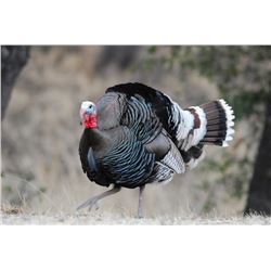 Commissioners Tag for Choice of Merriam’s or Gould’s Turkey, Presented by the Arizona