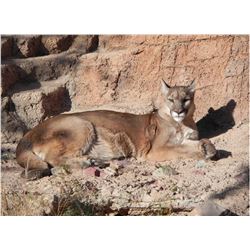 10 Day Mountain Lion Hunt