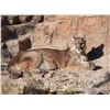 Image 1 : 10 Day Mountain Lion Hunt