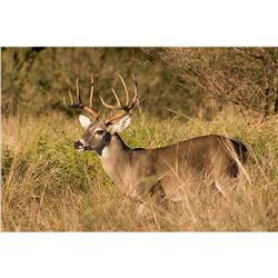 Commissioners Tag for Coues Whitetail