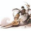 Image 1 : LA-5 SHERRY STEELE LITHO PRINT FLASHPOINT-PHEASANTS IMAGE 21.5X15