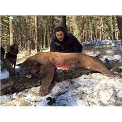 LA-11  Rocky Mountain High Outfitters Cougar (Mountain Lion) and Lynx British Columbia