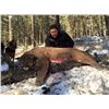 Image 1 : LA-11  Rocky Mountain High Outfitters Cougar (Mountain Lion) and Lynx British Columbia