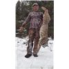 Image 2 : LA-11  Rocky Mountain High Outfitters Cougar (Mountain Lion) and Lynx British Columbia