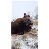 Image 1 : LA-16 2 DAY BISON HUNT FOR ONE HUNTER IN MT