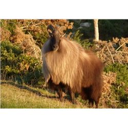 LA-17 Rivers South Safaris new Zealand Bull Tahr Hunt