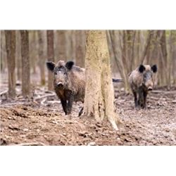 LA-21 HOG HUNT FOR 4 TEXAS