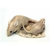 Image 1 : An ivory netsuke, Meiji, two rats on an engraved fan, signed, (one eye missing) 2ins long...