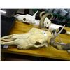 Image 1 : Steer Head