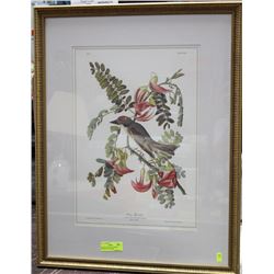 FRAMED PRINT OF AUDOBON'S "PILDRY FLYCATCHER"