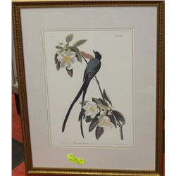 FRAMED PRINT OF AUDUBON'S "FORKTAIL FLYCATCHER"