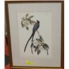 Image 1 : FRAMED PRINT OF AUDUBON'S "FORKTAIL FLYCATCHER"