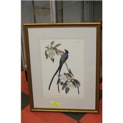 FRAMED PRINT OF AUDUBON'S "FORKTAIL FLYCATCHER"