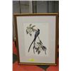 Image 1 : FRAMED PRINT OF AUDUBON'S "FORKTAIL FLYCATCHER"