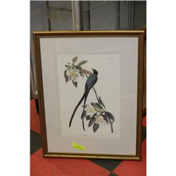 FRAMED PRINT OF AUDUBON'S "FORKTAIL FLYCATCHER"