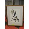 Image 1 : FRAMED PRINT OF AUDUBON'S "FORKTAIL FLYCATCHER"
