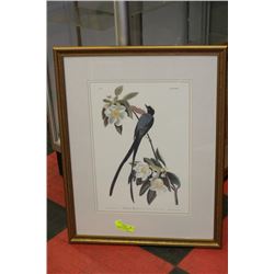 FRAMED PRINT OF AUDUBON'S "FORKTAIL FLYCATCHER"