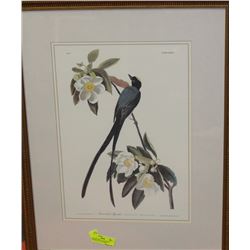 FRAMED PRINT OF AUDUBON'S "FORKTAIL FLYCATCHER"