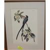 Image 1 : FRAMED PRINT OF AUDUBON'S "FORKTAIL FLYCATCHER"