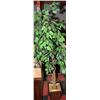 Image 1 : ARTIFICIAL FIG TREE