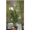 Image 1 : ARTIFICIAL PLANT 4' 4" TALL