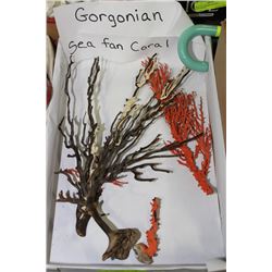 FLAT OF GORGONIAN SEA FAN CORAL