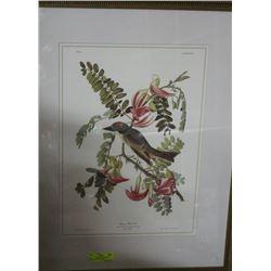 FRAMED BIRD PRINT