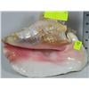 Image 1 : CONCH