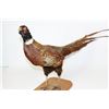 Image 1 : PHEASANT