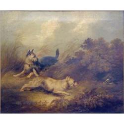 George Armfield (fl. 1840-75) Oil on canvas, Terriers chasing a badger, 20 x 24 ins....