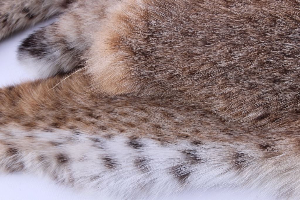 Montana Bobcat Fur Hide