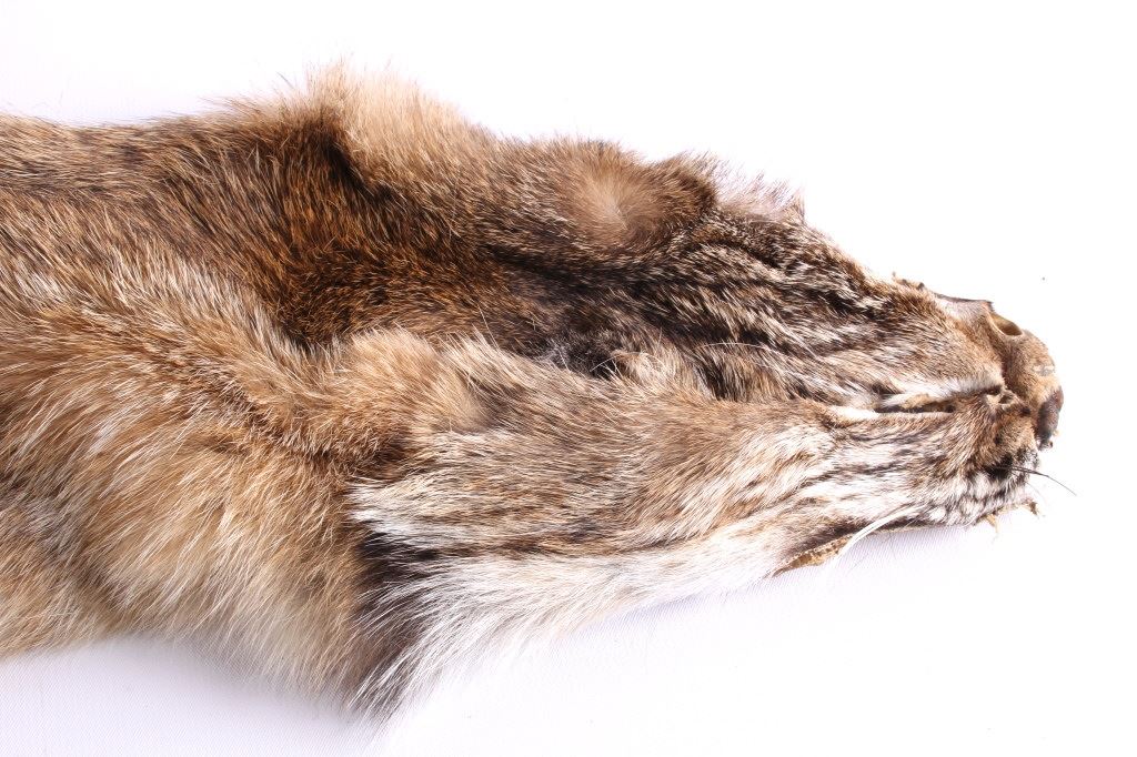 Montana Bobcat Fur Hide