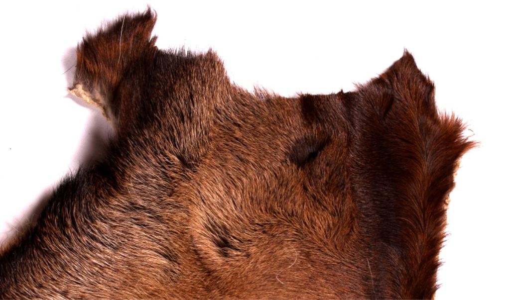 Tanned Montana Elk Hide