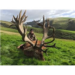 New Zealand 4 Day Red Stag Hunt For 1 Hunter