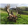 Image 1 : New Zealand 4 Day Red Stag Hunt For 1 Hunter