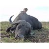 Image 2 : South Africa 10 Day Hunt for 2 Hunters