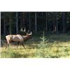 Image 2 : British Columbia8 Day Rifle Elk Hunt for 1 Hunter