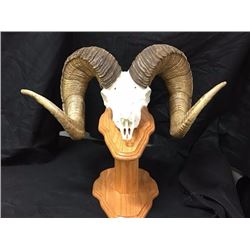 Reproduction Skull Mount of the #6 BC Record Book Dall Sheep