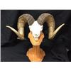 Image 1 : Reproduction Skull Mount of the #6 BC Record Book Dall Sheep