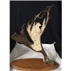 Image 1 : Caribou Shovel Horn Carving of a Grizzly Bear