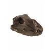 Image 1 : Cast Aluminum Brown Bear Skull