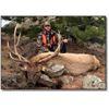 Image 1 : Cow Elk Hunt with Timber Canyon Ranch Outfitting