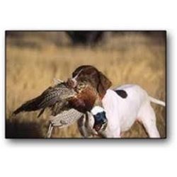 Arizona Pheasant & Chukar Shooting Preserve