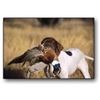 Image 1 : Arizona Pheasant & Chukar Shooting Preserve