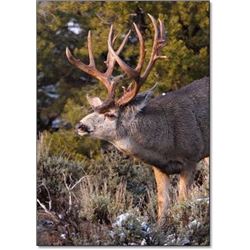 Trophy Mule Deer Permit - Navajo Nation Department of Fish & Wildlife