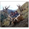 Image 1 : South Pacific Red Stag Hunt with Spey Creek Trophy Hunting